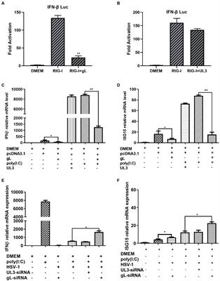 Herpes simplex virus type I glycoprotein L evades host antiviral innate immunity by abrogating the nuclear translocation of phosphorylated NF-κB sub-unit p65